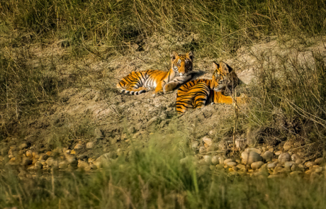 Bengaalse Tijgers Nepal Fotoreis Wildlife