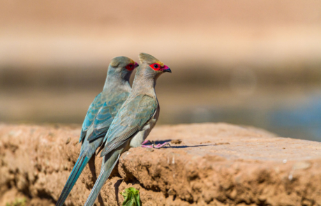 Vogelfotografie Zuid Afrika fotoreis fotografiereis