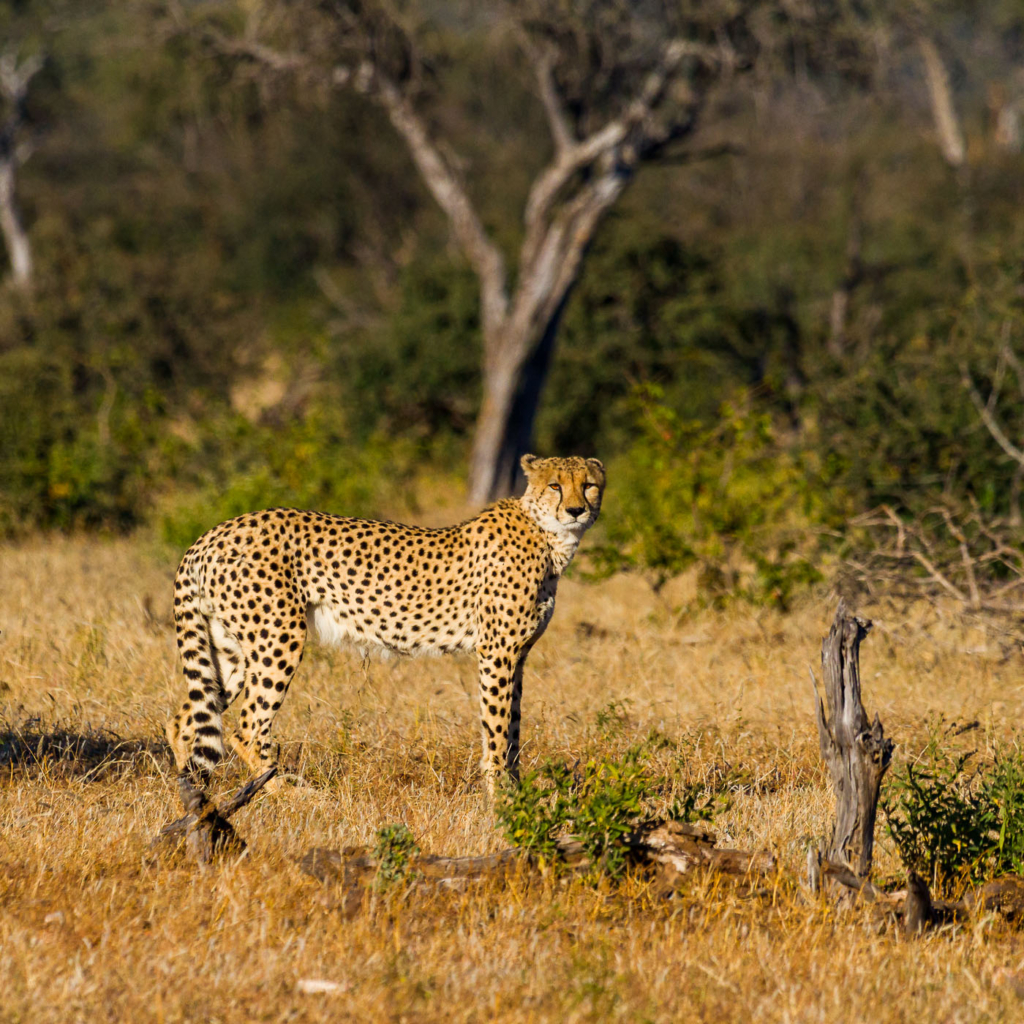 Fotoreis Zuid Afrika Header Wildfotografie