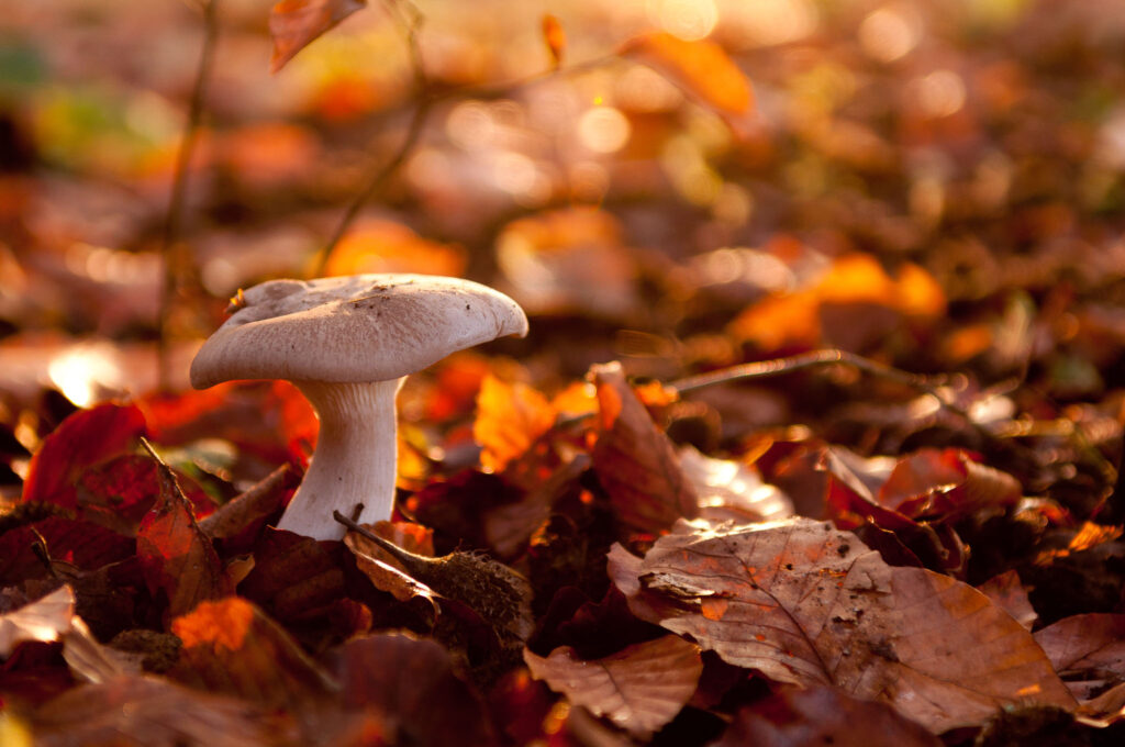 Herfstkleuren fotograferen-4