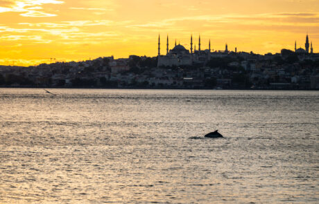 Stadslandschap zonsondergang skyline stad Bosporus