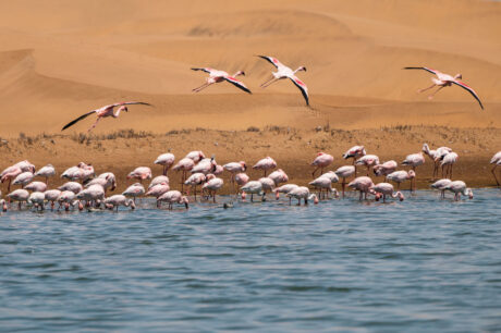 Flamingo wildlife fotografie cursus rondreis