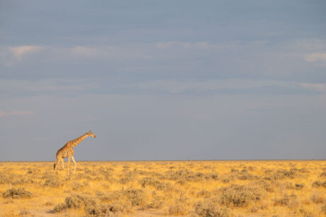 Giraffe fotografie dieren fotograferen in Afrika fotocursus fotoreis