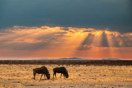 Landschapsfotografie Etosha wildlife dieren buffel