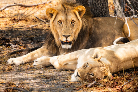 Leeuwen fotograferen in Etosha Namibië