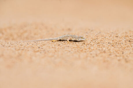 Living Desert Tour Swakopmund Fotoreis Namibie