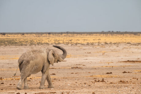 Olifanten fotograferen fotoreis safari