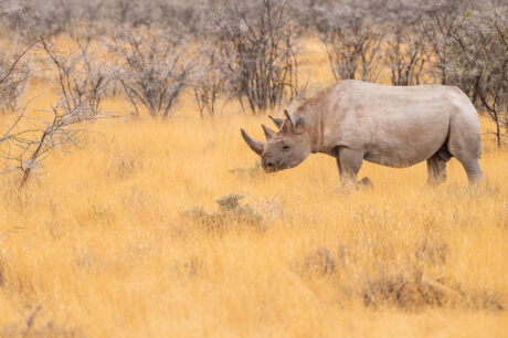 Safari Etosha Fotoreis Fotografiereis neushoorn