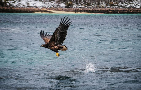 Zeearenden fotograferen fotoreis fotografiereis winter Noorwegen