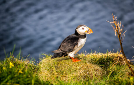 Wildlife Papagaaiduikers fotograferen IJsland fotoreis