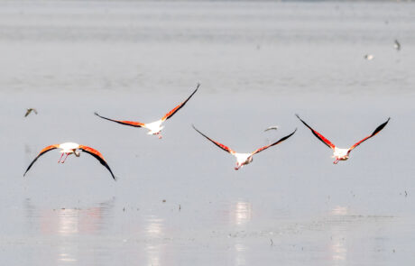 flamingos-lake-nakuru-fotoreis