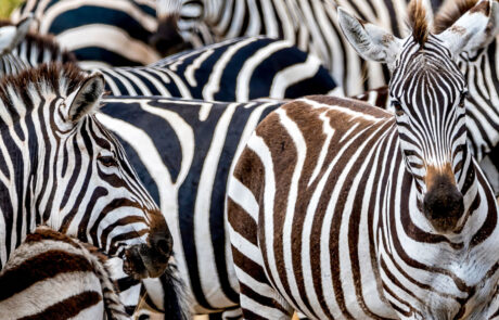 fotoreis-kenia-samburu-zebra