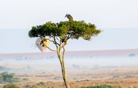 fotoreis-kenia-vogels-lake-naivasha