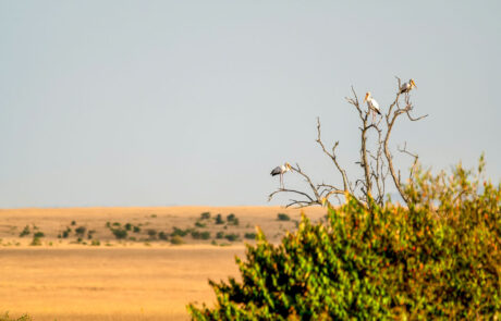 game-drive-masai-mara-fotoreis