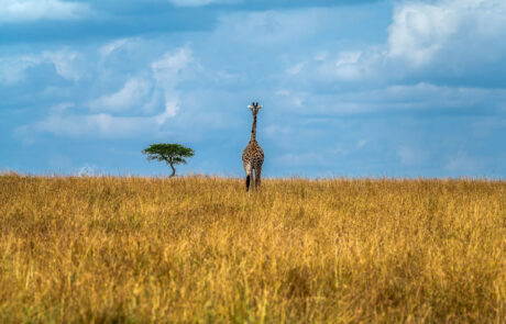 gerenuk-fotografie-samburu-kenia