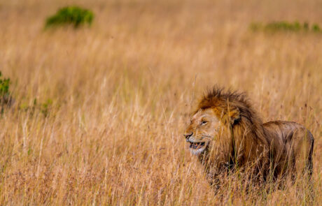 leeuw-bij-zonsondergang-masai-mara