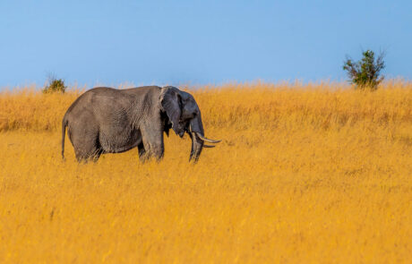 olifant-fotoreis-masai-mara