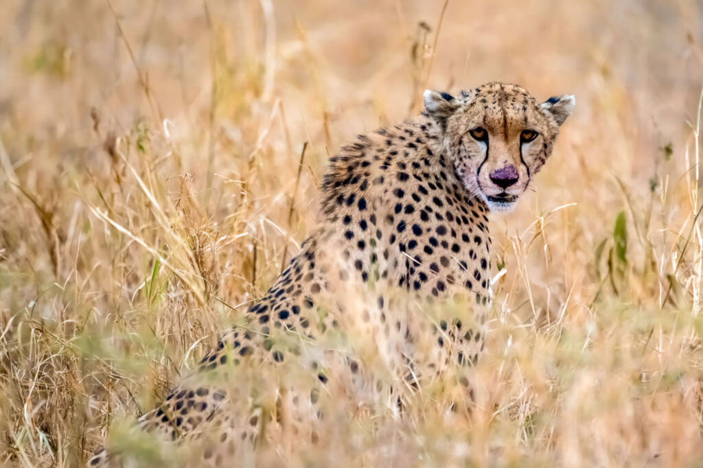 safari-fotografie-big-five-kenia