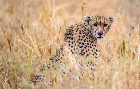 safari-fotografie-big-five-kenia