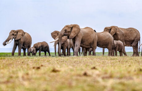 safari-jeep-met-fotografen-kenia