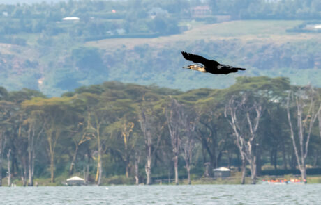 vogel-fotografie-lake-naivasha