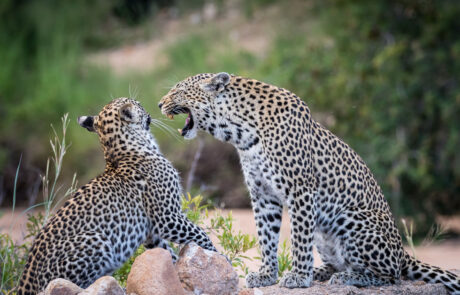 fotoreis-afrika-dieren-in-actie
