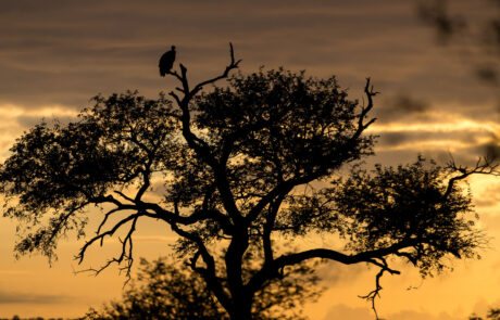 fotoreis-zuid-afrika-ballonsafari
