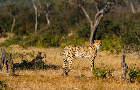 fotoreis-zuid-afrika-big5-safari