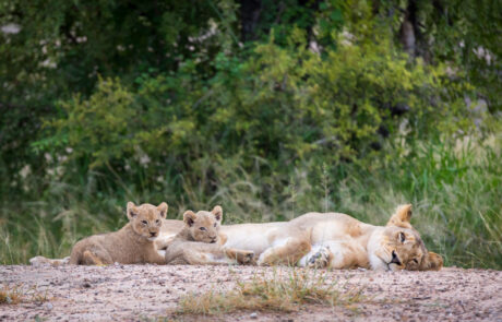 fotoreis-zuid-afrika-fotografeer-de-big5