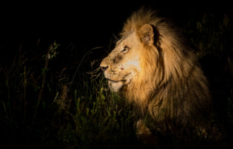 fotoreis-zuid-afrika-leeuwen-safari