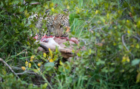 fotoreis-zuid-afrika-luipaard-in-beeld