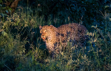 fotoreis-zuid-afrika-safari-met-de-big5