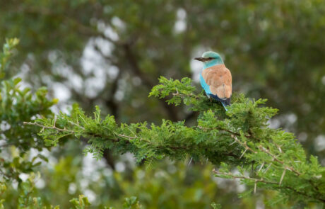 fotoreis-zuid-afrika-vogelfotografie