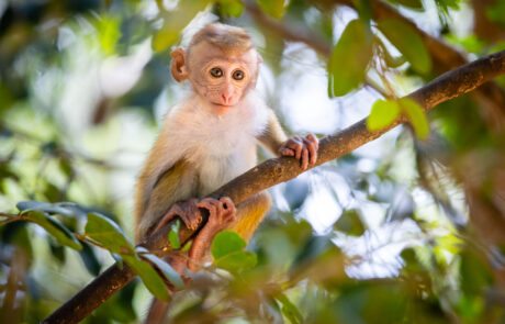Apen-Fotograferen-in-Azie-Fotografie